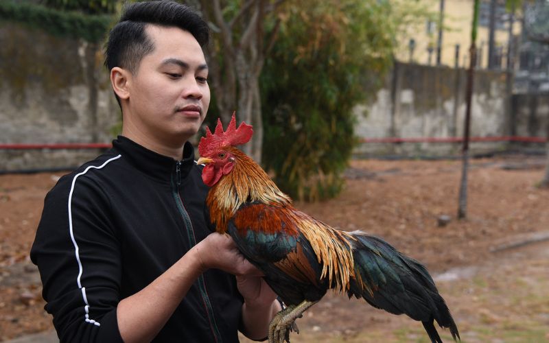 Cách chọn gà đá hầu kiềng chuẩn