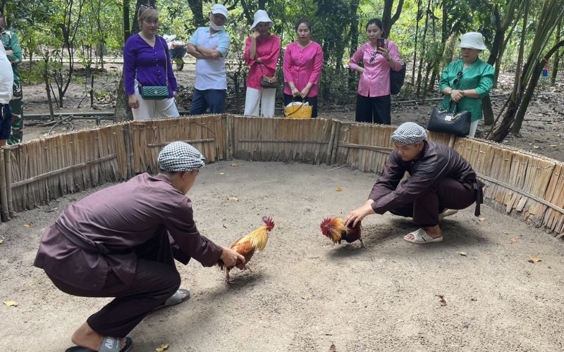 Chiến kê gà đá hầu kiềng